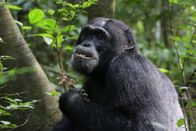 A chimpanzee called Zalu at the Budongo Central Forest Reserve in Uganda (Elodie Freymann/University of Oxford/PA)