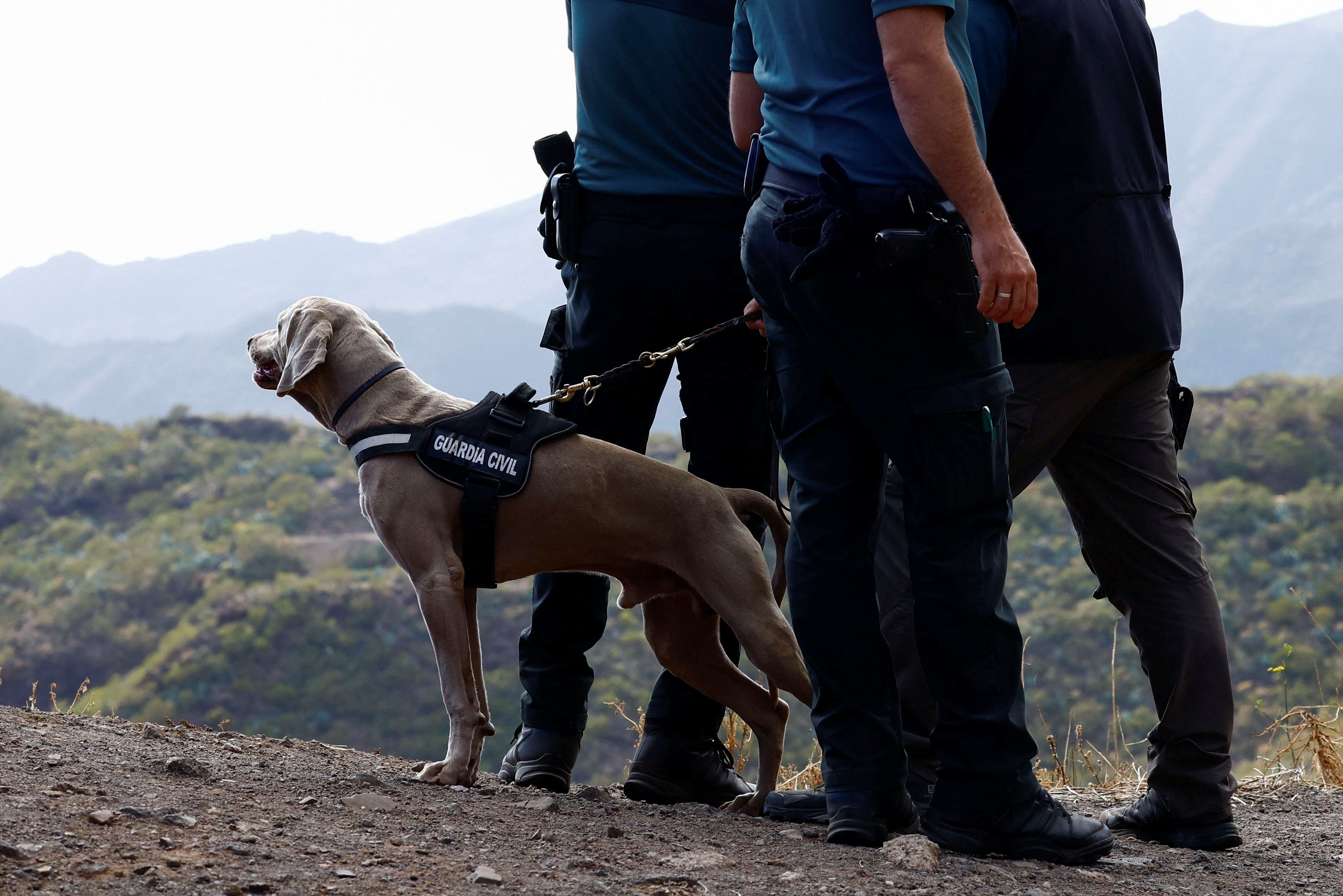 A dog participates in the search of a young British man in the Masca ravine on the island of Tenerife