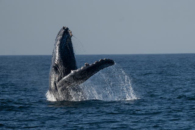 Brazil Whale Watching Tour