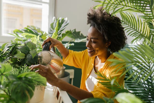 <p>Photo of a young woman, taking care of her houseplants (Getty Images)</p>