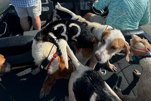 More than 30 dogs had rushed into the water in pursuit of a stag