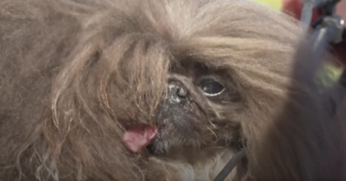 Meet the loll-tongued Pekingese 'Wild Thang' named world's ugliest