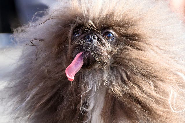 <p>Loll-tongued Pekingese Wild Thang, 8, scooped the award  </p>