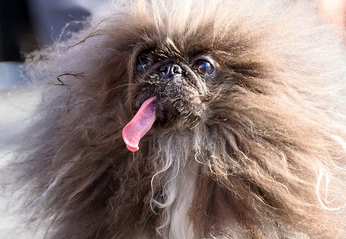 Pekingese called Wild Thang wins World’s Ugliest Dog contest