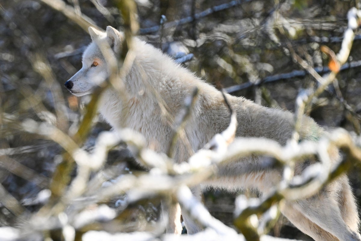 Woman fighting for life after attack by wolves during morning jog at ...