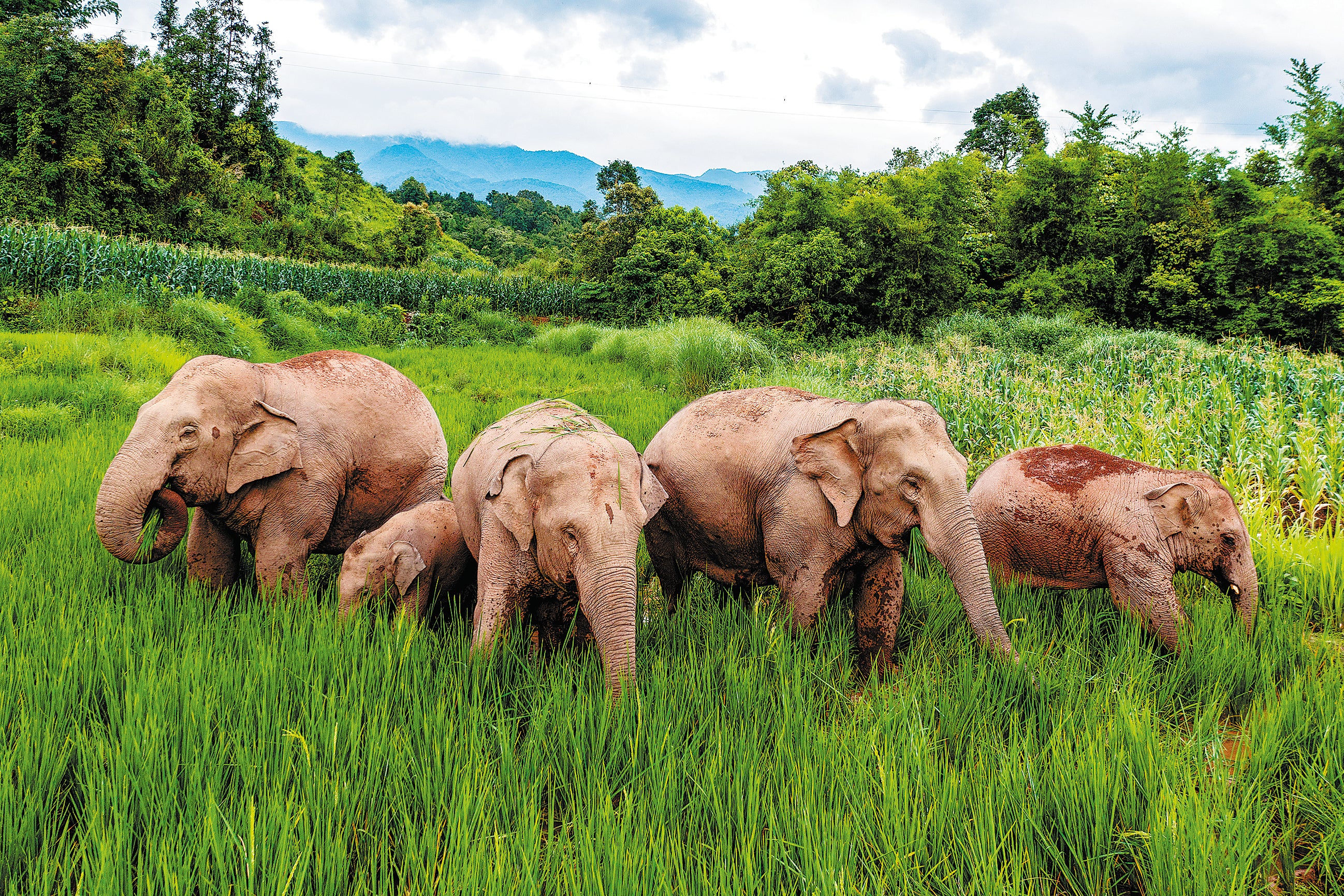A group of Asian elephants forage for food at a rice field in Yunnan