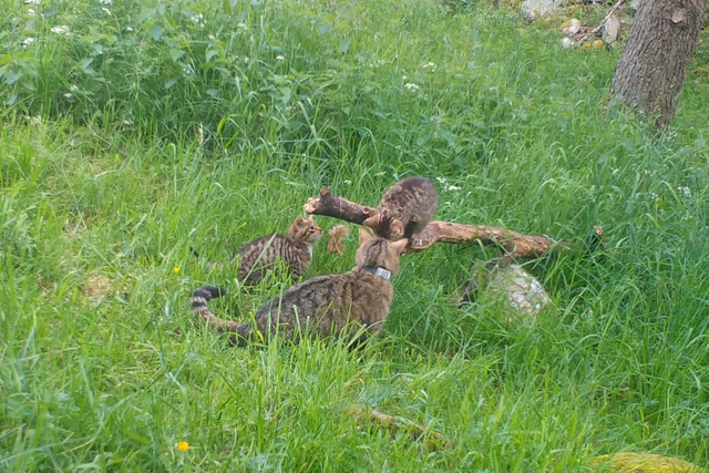 <p>Wildcat kittens have been captured on camera (Saving Wildcats/PA)</p>