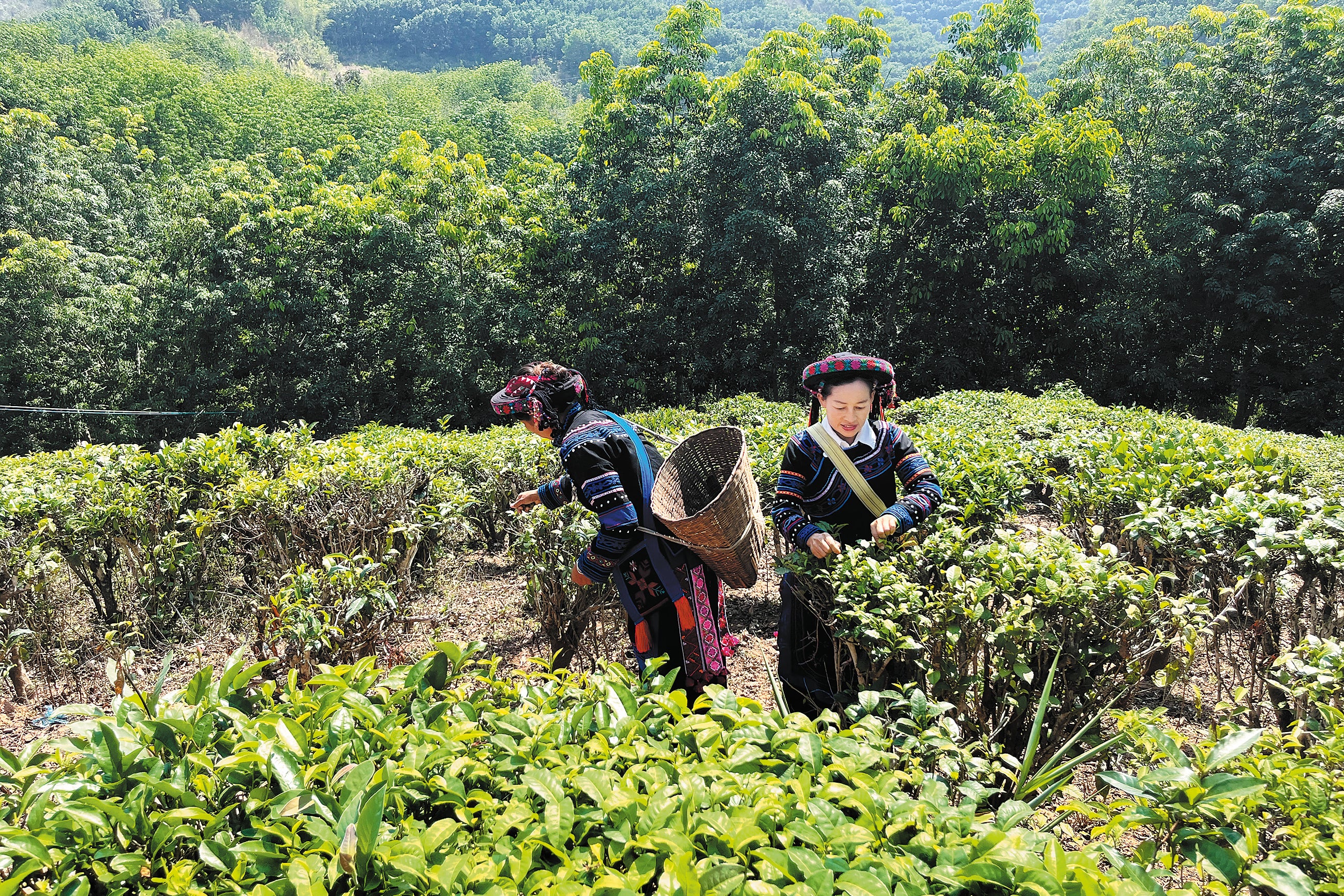 Villagers harvest tea leaves in the Konggeliudui community in Jinghong, Yunnan province