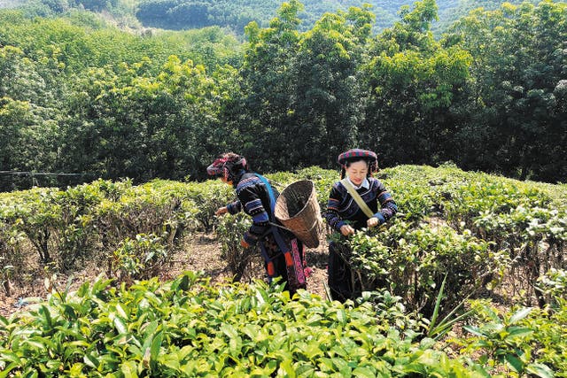 <p>Villagers harvest tea leaves in the Konggeliudui community in Jinghong, Yunnan province</p>