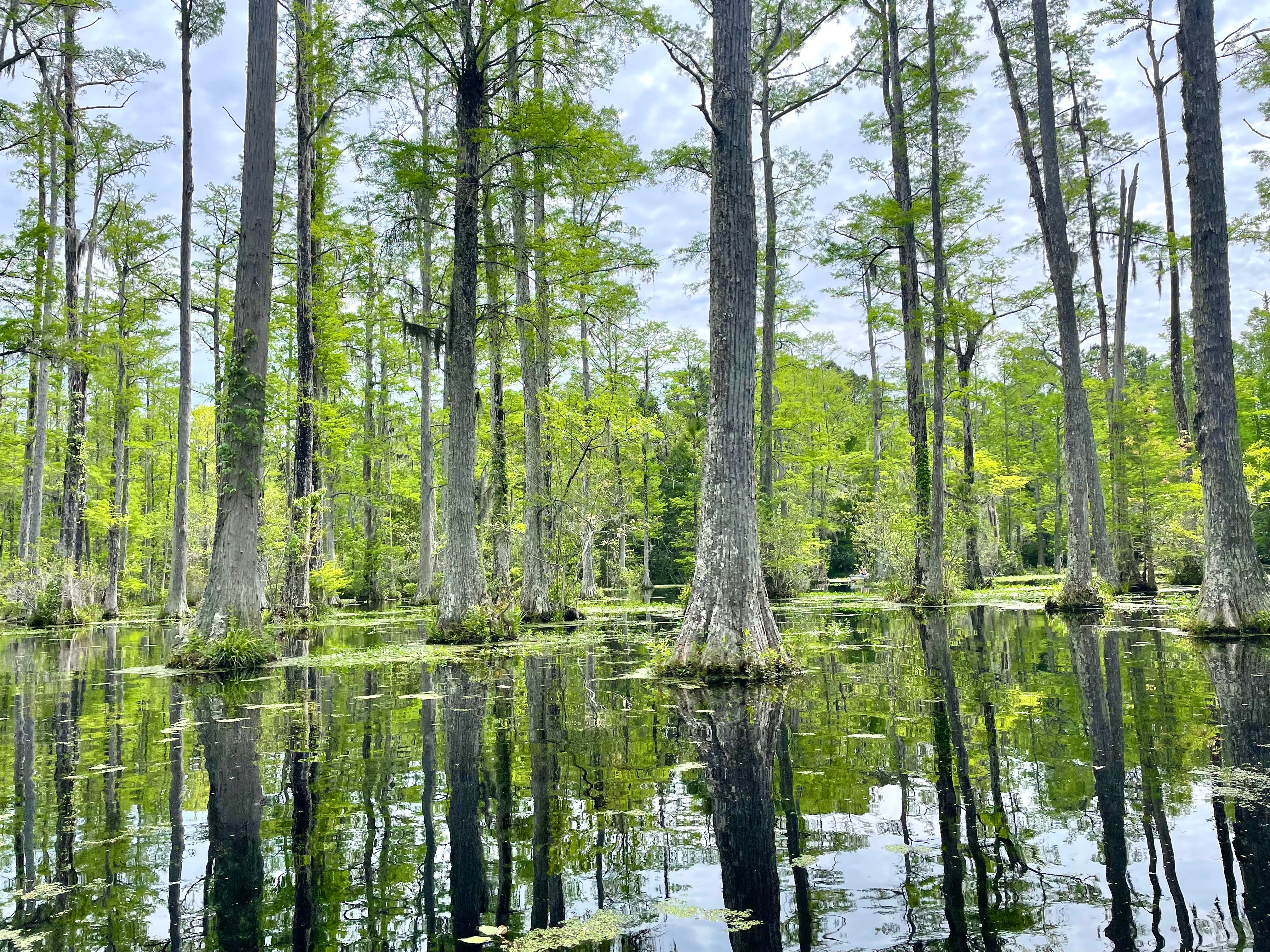 You can take a boat ride through the waters of Cypress Gardens just like Noah and Allie