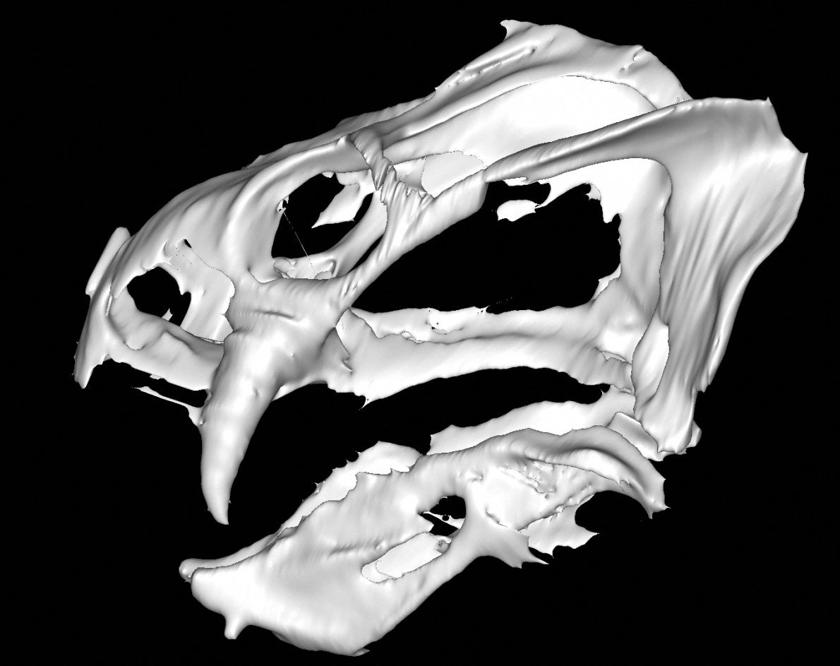 A recreation of the skull of the tusked and pig-like Permian Period creature Gordonia, a forerunner of mammals, based on CT scans of its fossil is seen in this image released by the University of Edinburgh