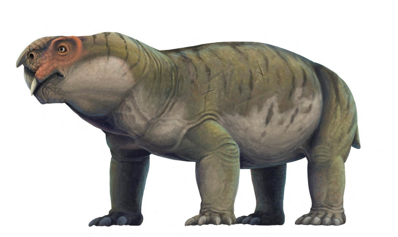 An artist's reconstruction of the tusked and pig-like Permian Period creature Gordonia, a forerunner of mammals, is seen in this image released by the University of Edinburgh