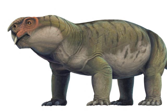 <p>An artist's reconstruction of the tusked and pig-like Permian Period creature Gordonia, a forerunner of mammals, is seen in this image released by the University of Edinburgh</p>