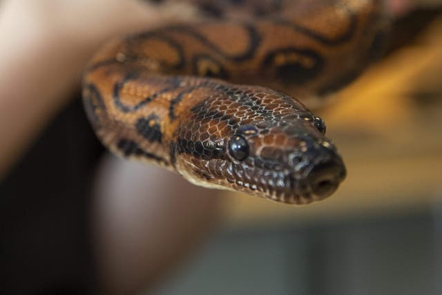 <p>Ronaldo the snake has not been in contact with any other snakes for at least nine years (CIty of Portsmouth College/PA)</p>