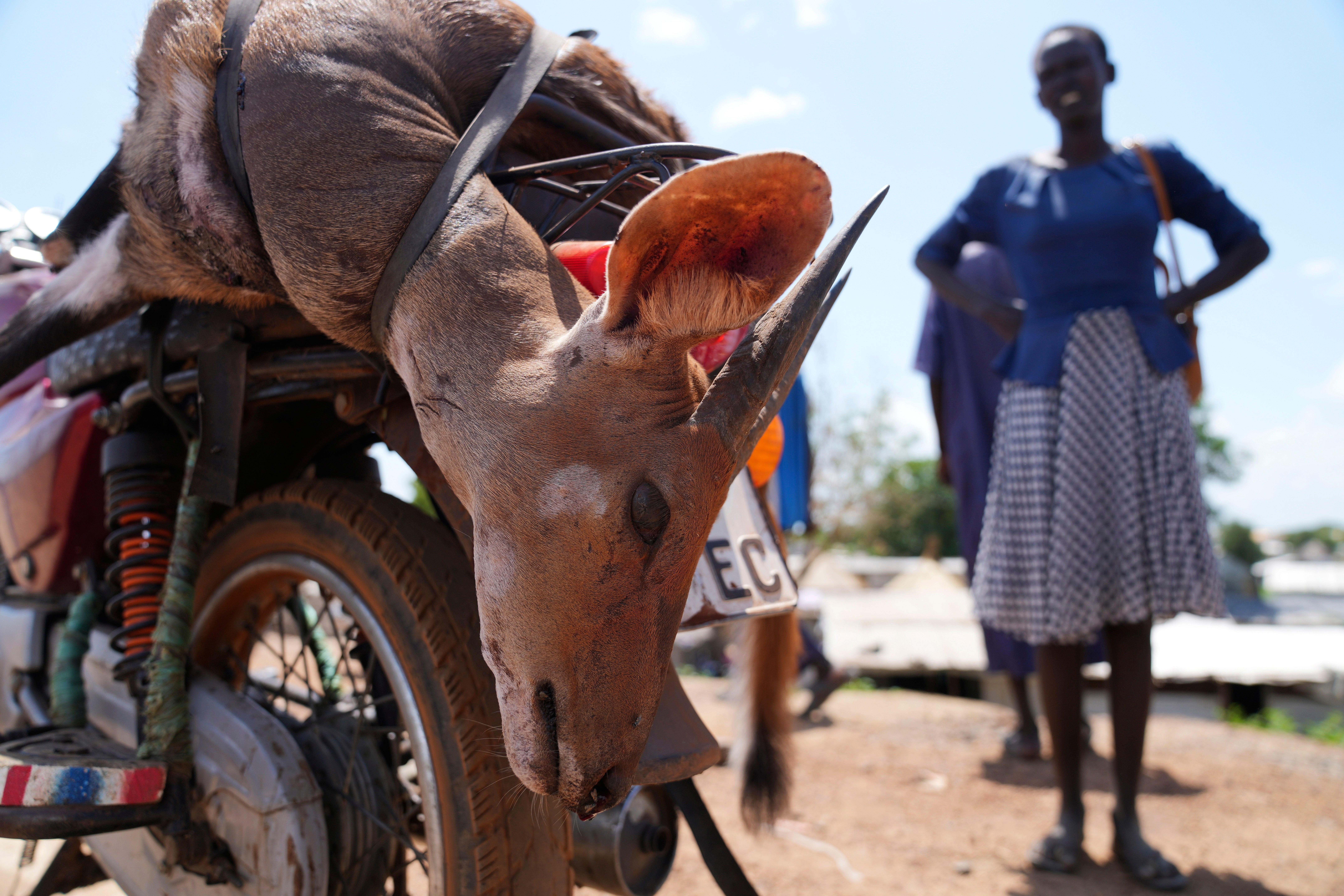 South Sudan Animal Migration