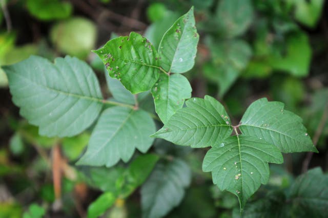 Gardening-Poison Ivy