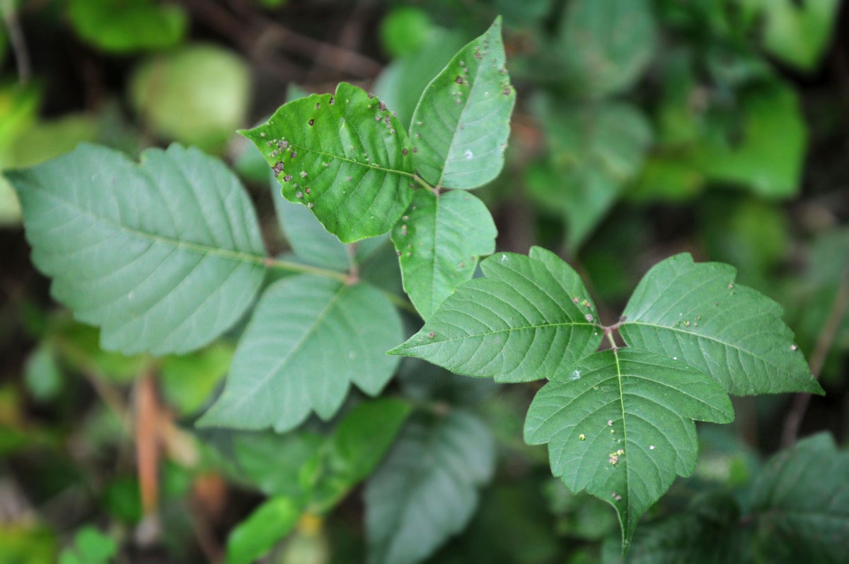 Getting rid of poison ivy is a serious matter. What you should and shouldn't do