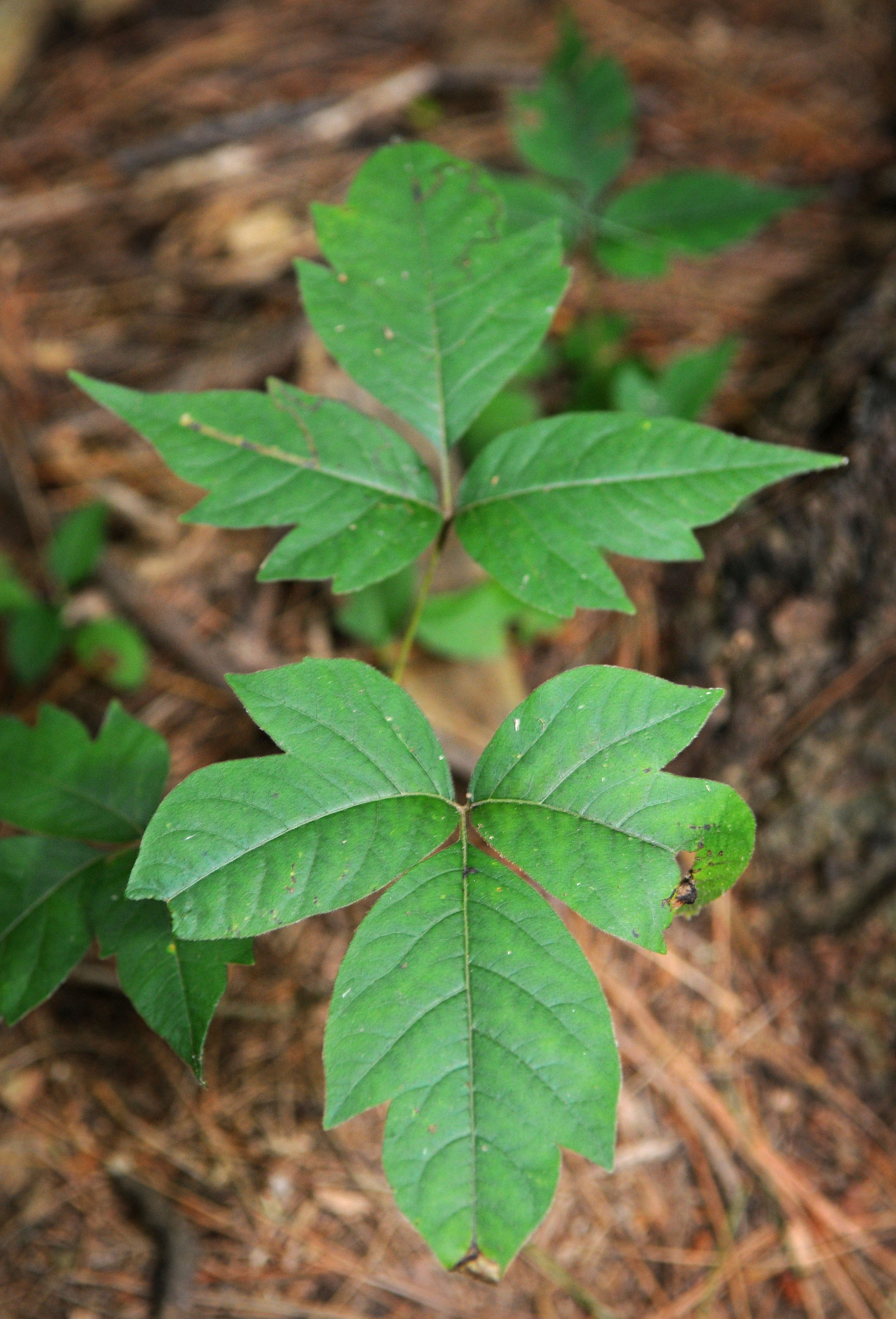 Gardening-Poison Ivy