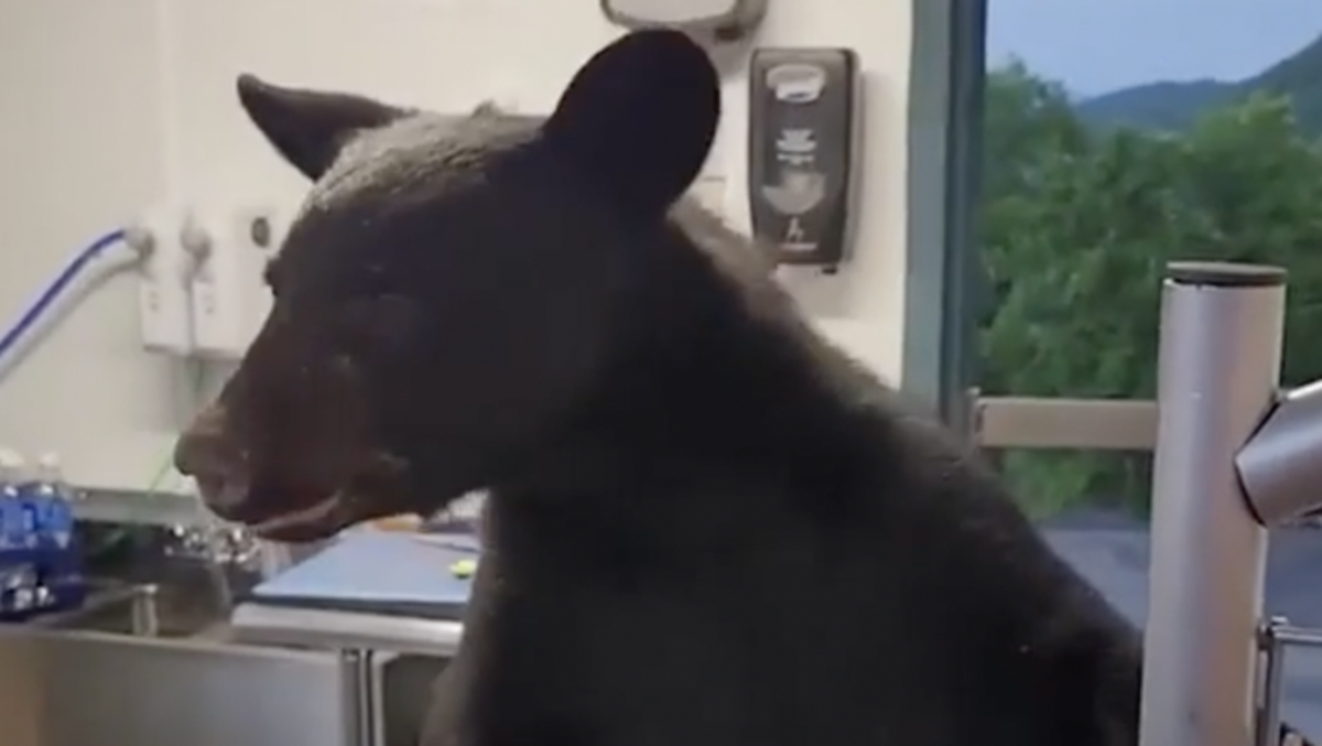 Bear lunges at worker after breaking into park food stand