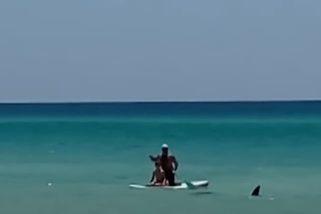 <p>A pair of paddle boarders watch as a shark’s fin emerges from the waters off the coast of New Smyrna Beach in June 2024</p>