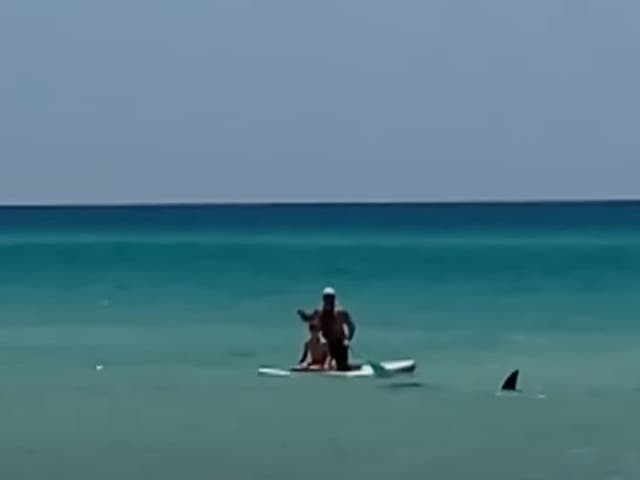 <p>A pair of paddle boarders watch as a shark’s fin emerges from the waters off the coast of New Smyrna Beach in June 2024</p>