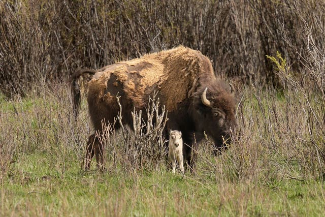 Yellowstone Park White Buffalo
