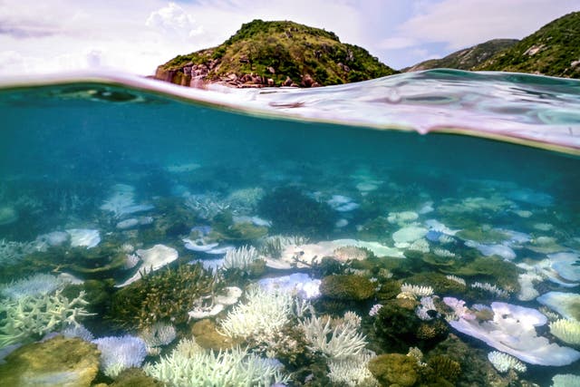<p>Bleached and dead coral around Lizard Island on the Great Barrier Reef</p>