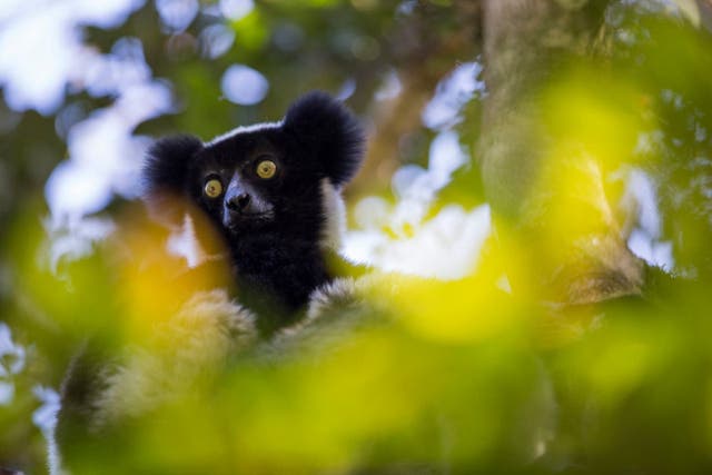 Singing lemurs who live in Madagascar shed light on how humans evolved to create music (F Carugati/PA)