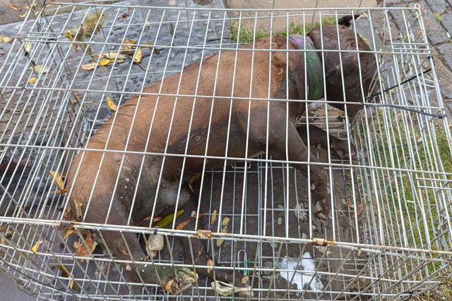 A dead XL Bully-type dog was found dead inside a metal cage floating in a canal, the RSPCA have said. (RSPCA/PA)