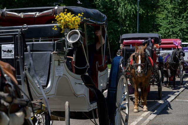 <p>Horse-drawn carriages, like those pictured in New York’s Central Park, could be banned from the public streets of Dallas, Texas</p>