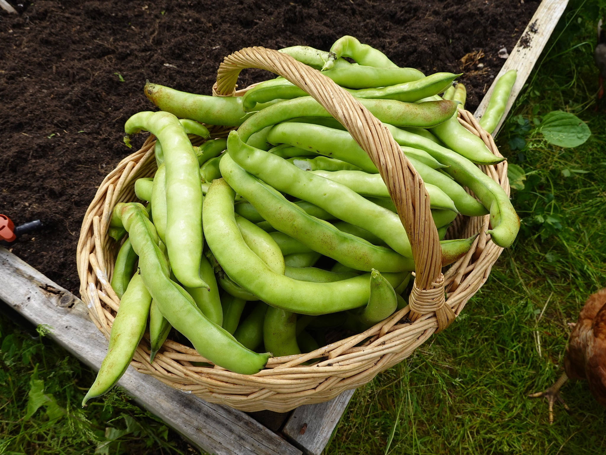 Broad beans are rich in protein, carbohydrates and vitamins A, B1 and B2