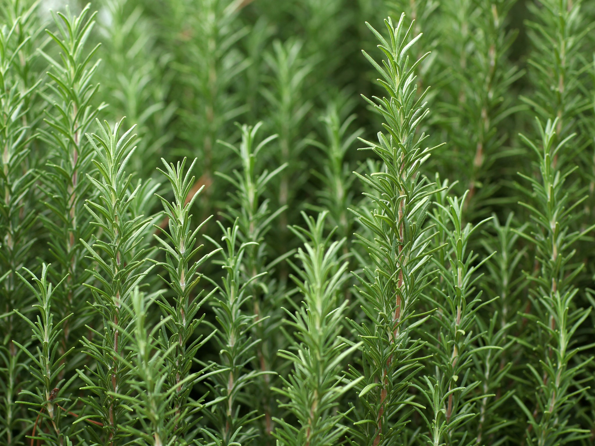 Thyme is celebrated for its aromatic qualities and sweetly earthy flavour