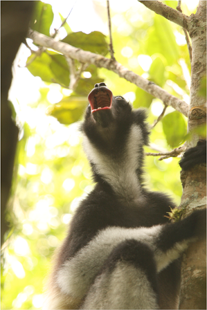 Indri lemurs’ sense of rhythm can be found not just in their songs but also in their alarm calls (V Sorrentino)