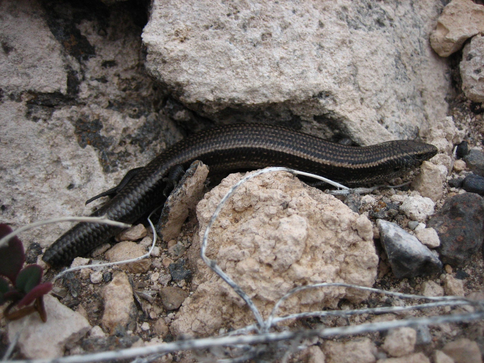 Gran Canaria skinks are threatened by an invasive snake ( Miguel A. Carretero/PA)