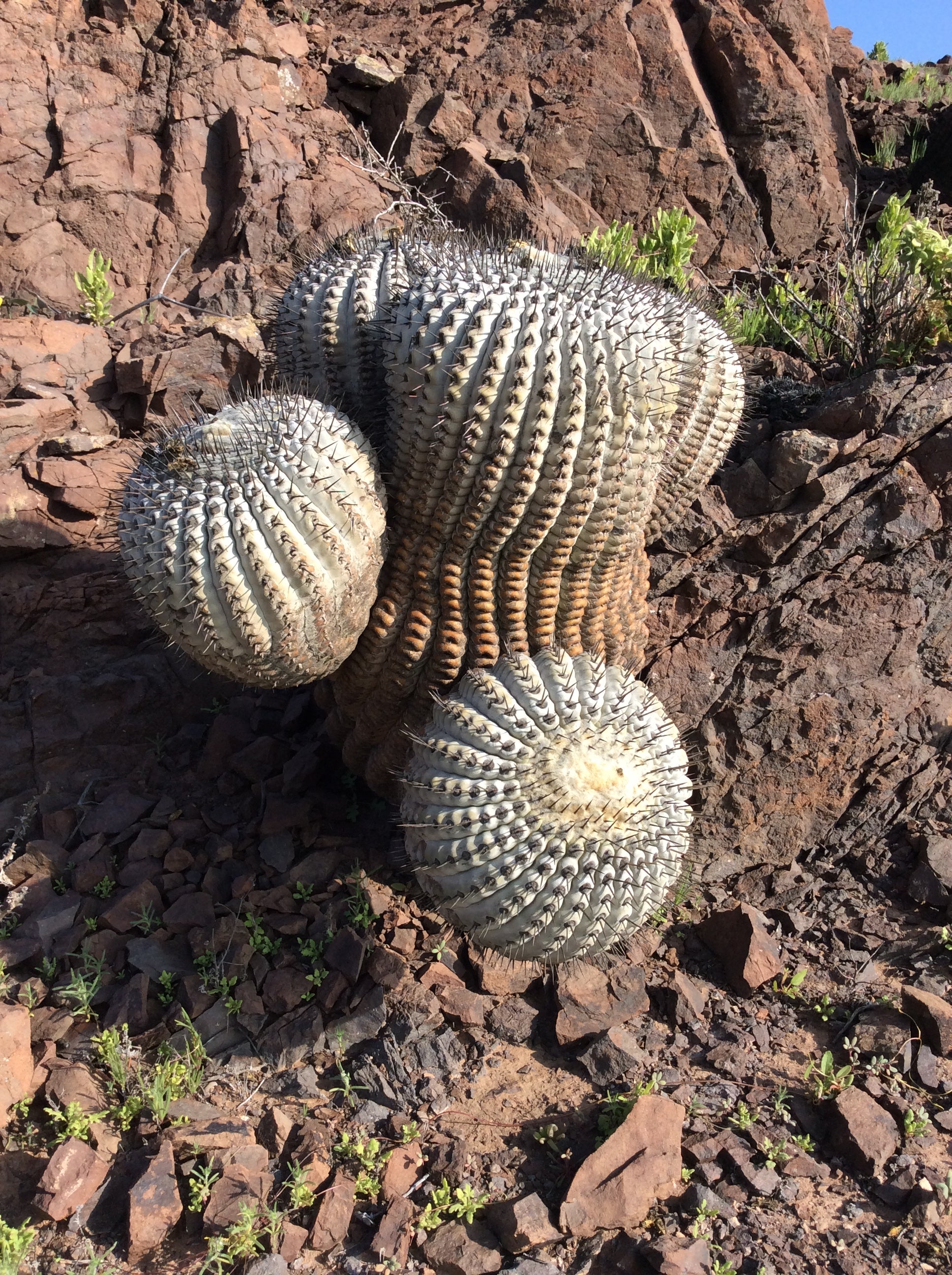 Endangered Copiapoa cacti are victims of the illegal trade in ornamental plants (Pablo C. Guerrero/PA)