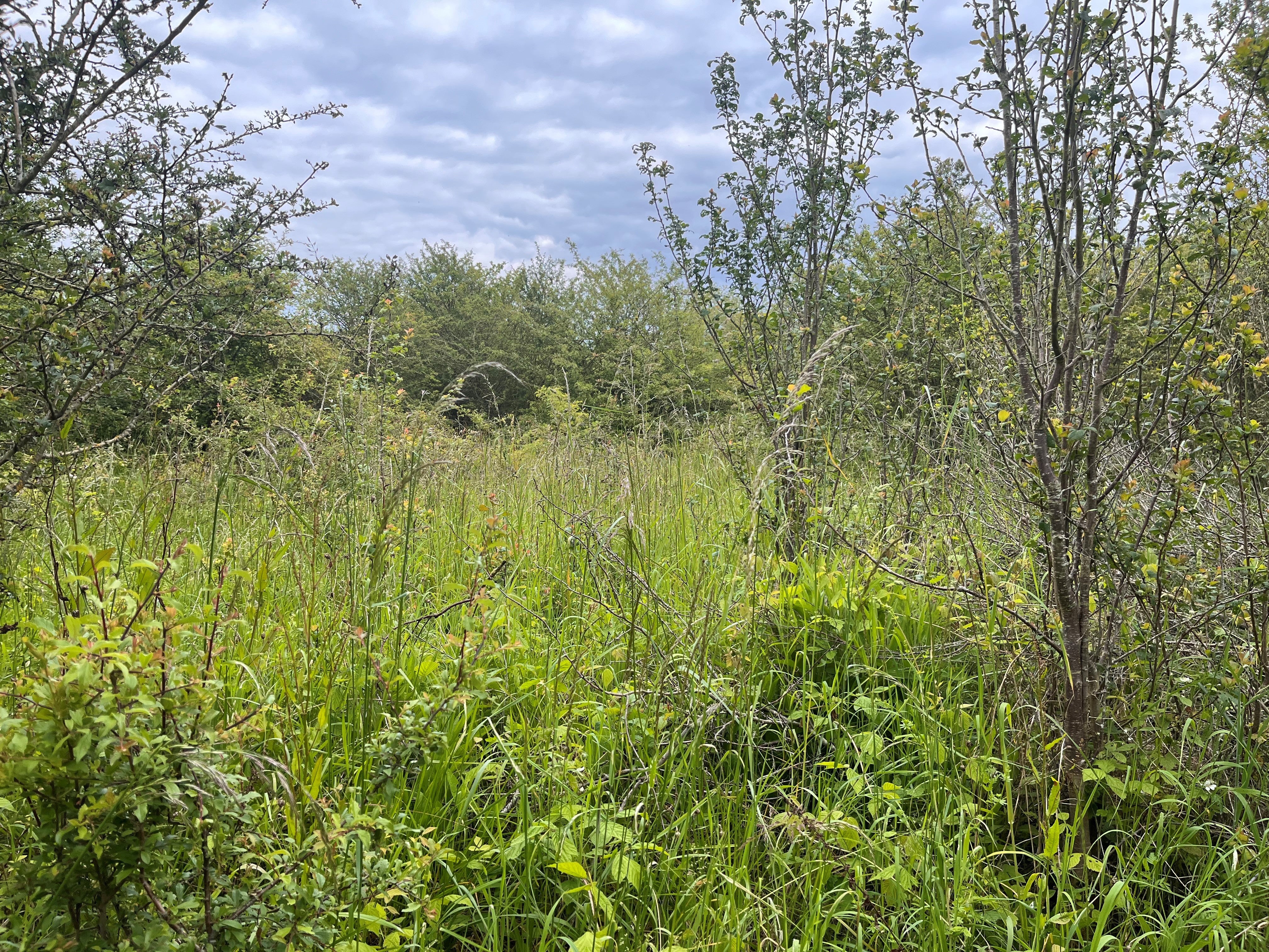 Scrubland, such as here at Strawberry Hill in Bedfordshire, provides ideal habitat for turtle doves (Emily Beament/PA)