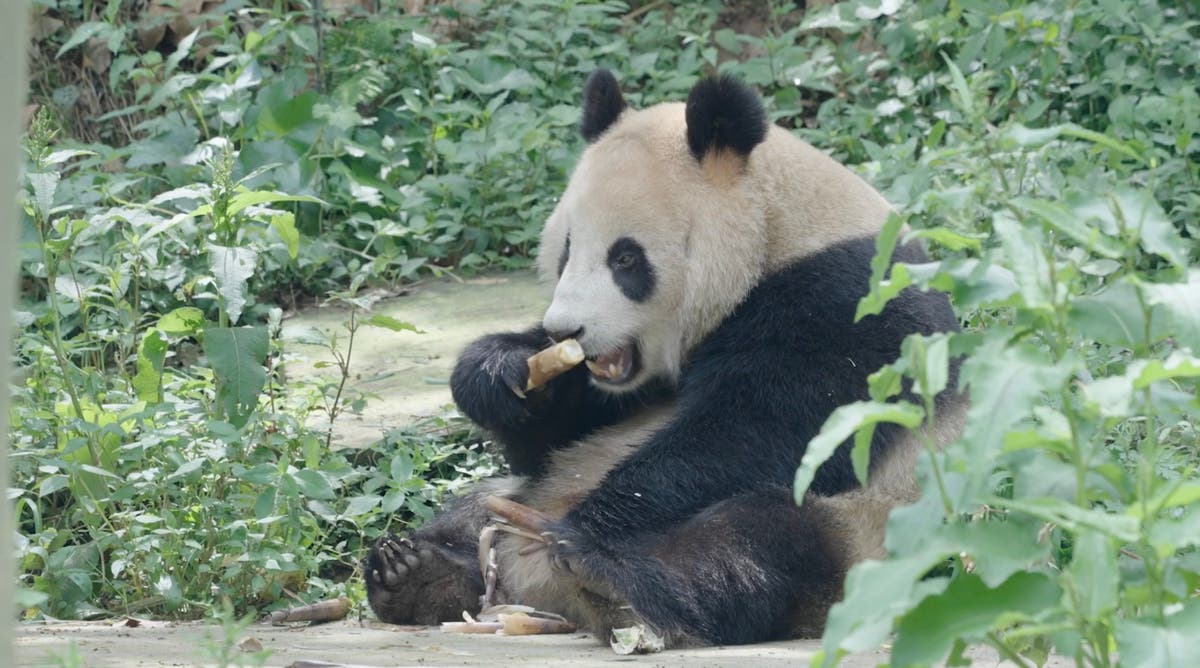 Two new giant pandas are on their way to San Diego Zoo from China