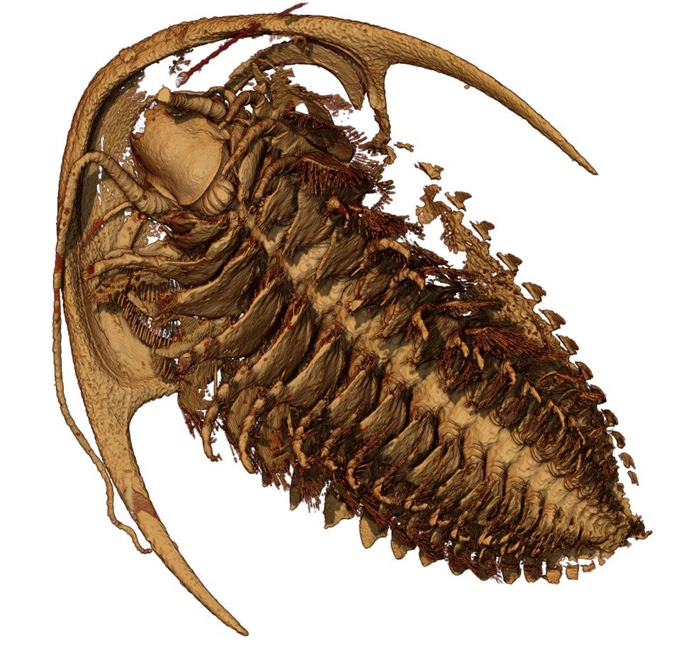 A reconstruction of the trilobite Protolenus (Hupeolenus) (Arnaud Mazurier/University of Poitiers)