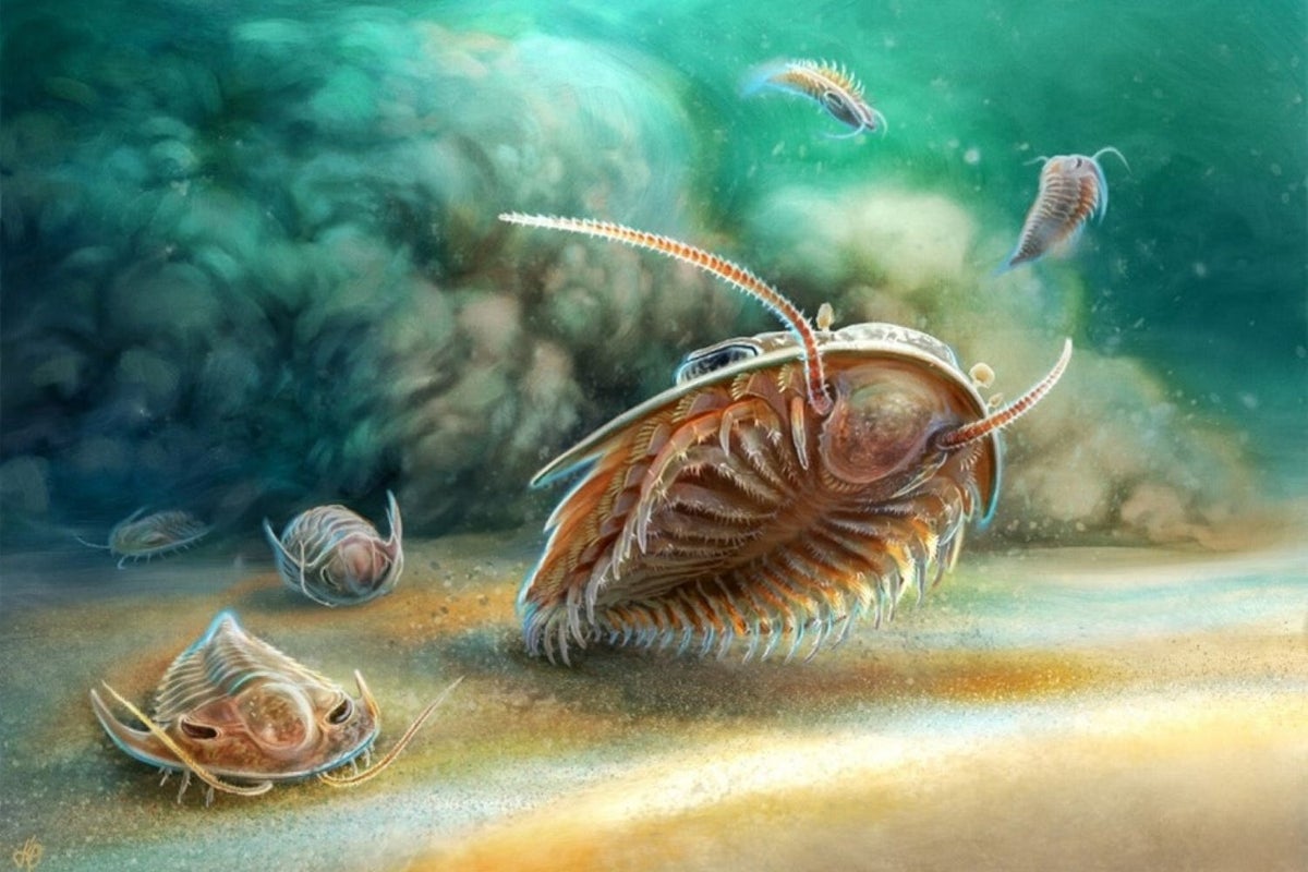 ‘Remarkably preserved’ 500-million-year-old sea creature discovered