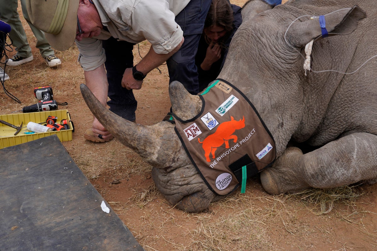 https://static.independent.co.uk/2024/06/28/06/South_Africa_Radioactive_Rhino_Horns__20417.jpg?width=1200&height=800&crop=1200:800