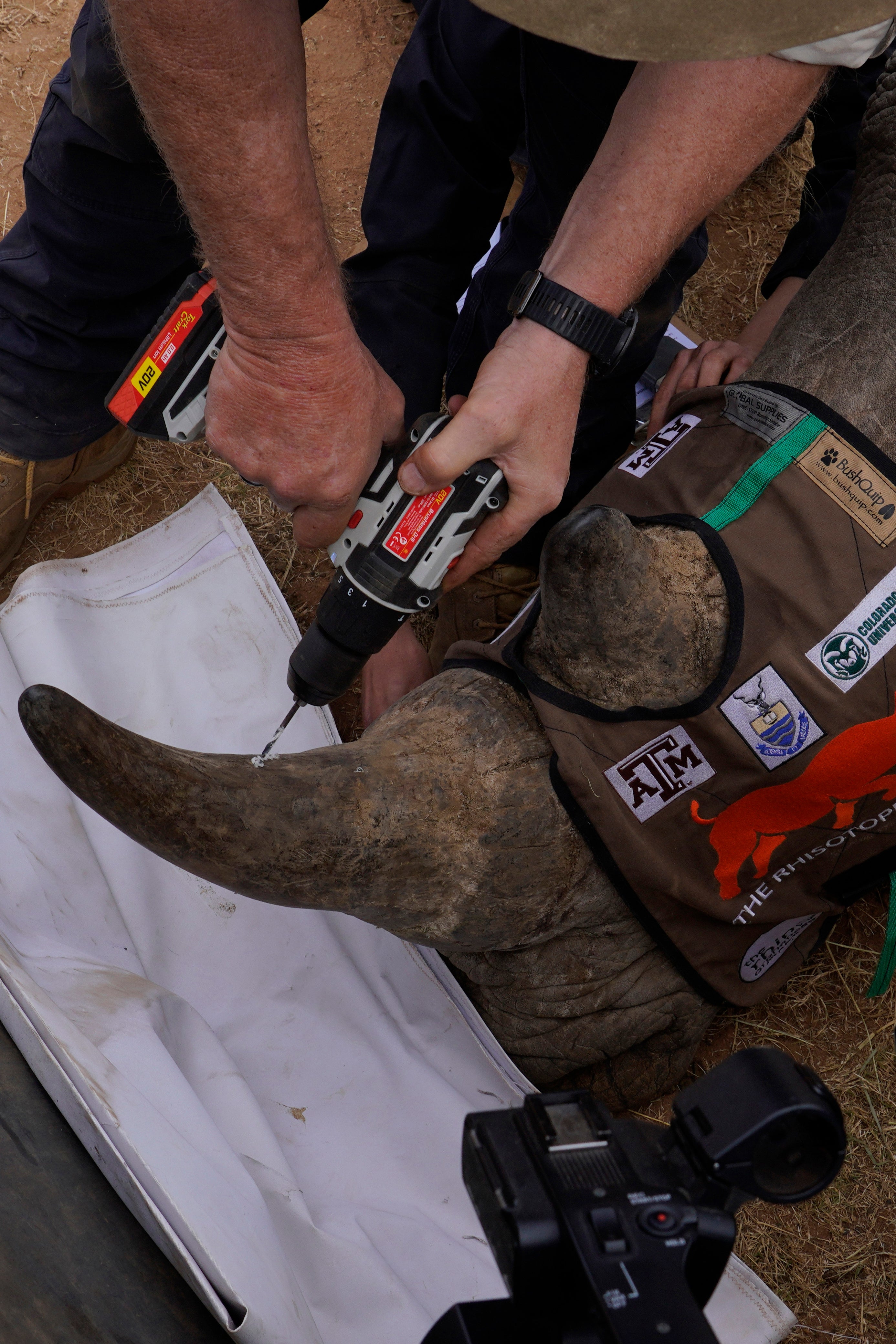 South Africa Radioactive Rhino Horns