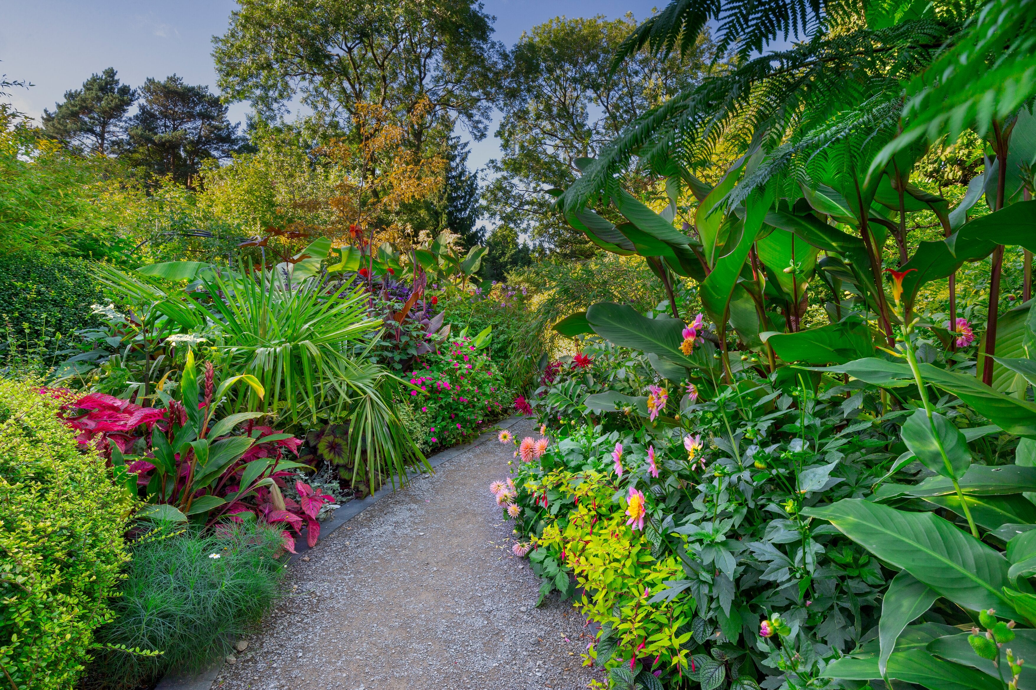 A winding pathway in the Sub-Tropicana Garden at RHS Harlow Carr