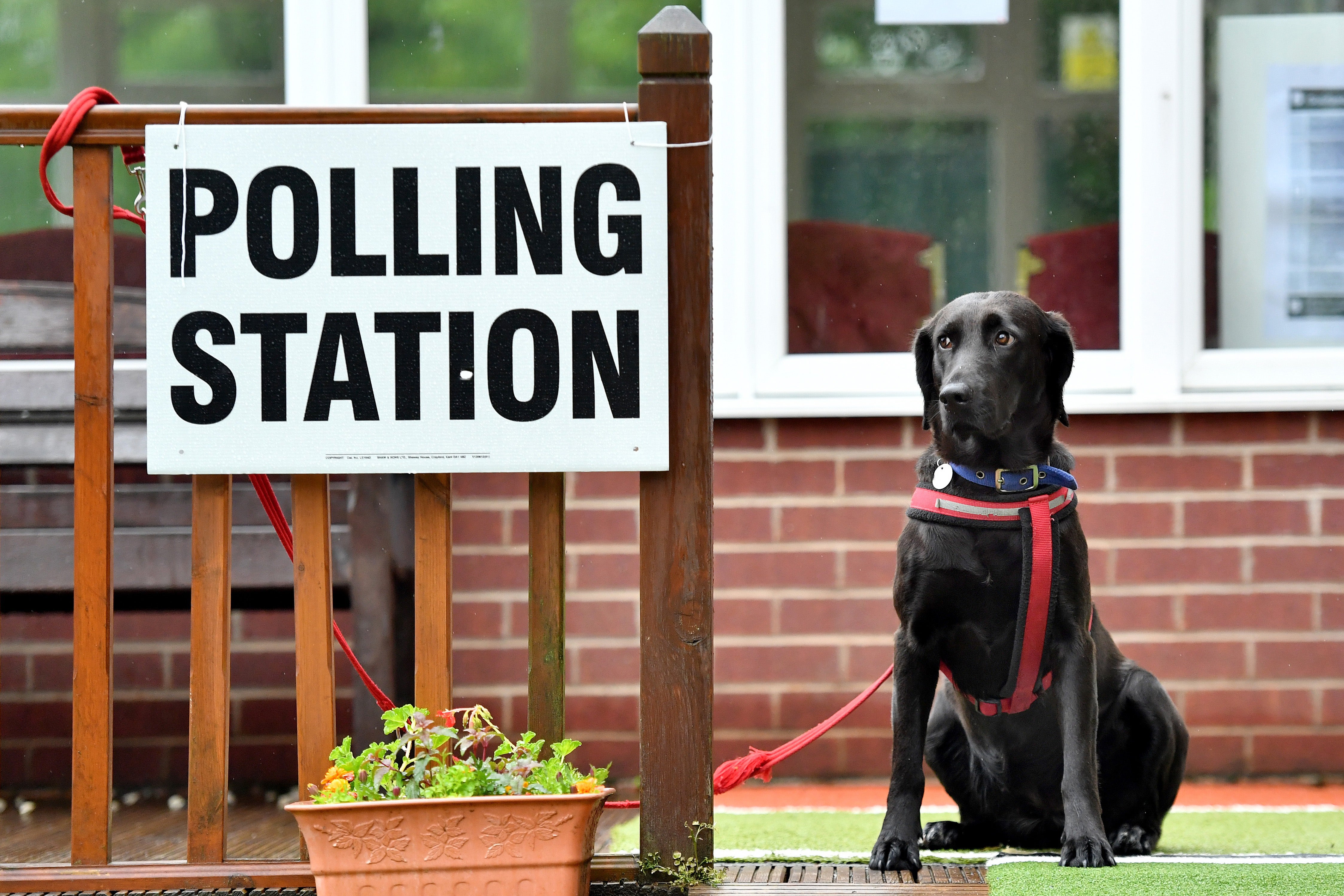 Yes, you can bring your dog to the polling station