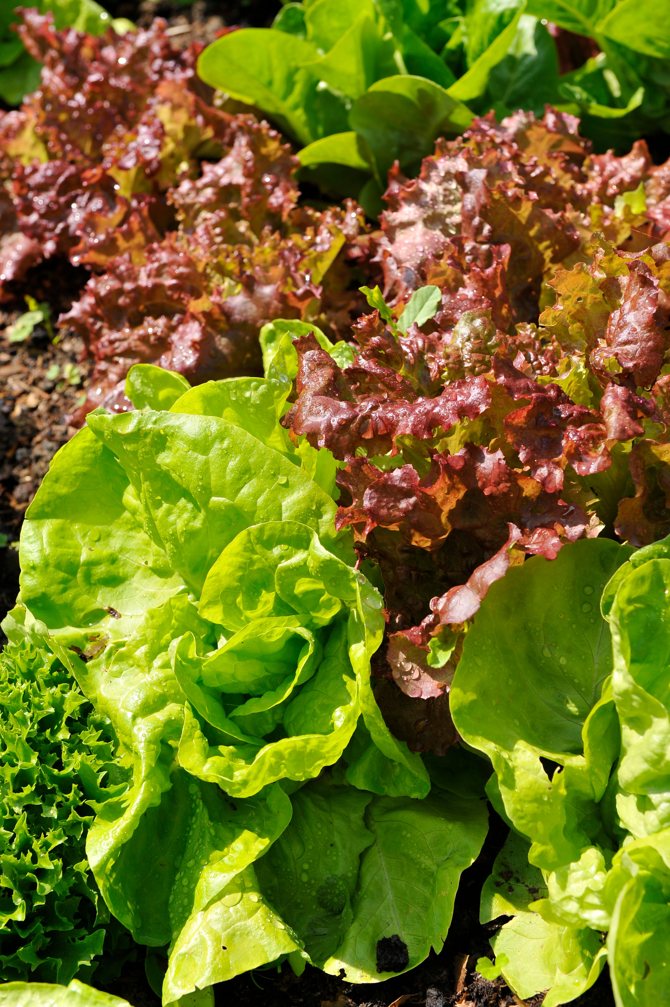 Lettuce is suspected to be the source of the outbreak (PA)