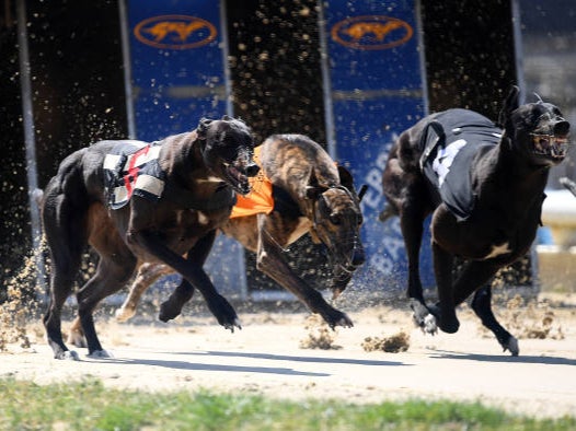 Opponents of greyhound racing say the dogs’ welfare is sacrificed for entertainment and betting profits