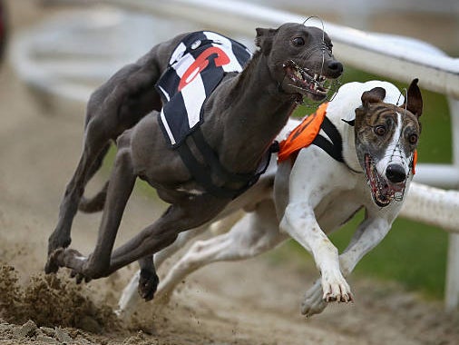 animal welfare, greyhounds, dogs, greyhound race track death toll rises for first time since records began