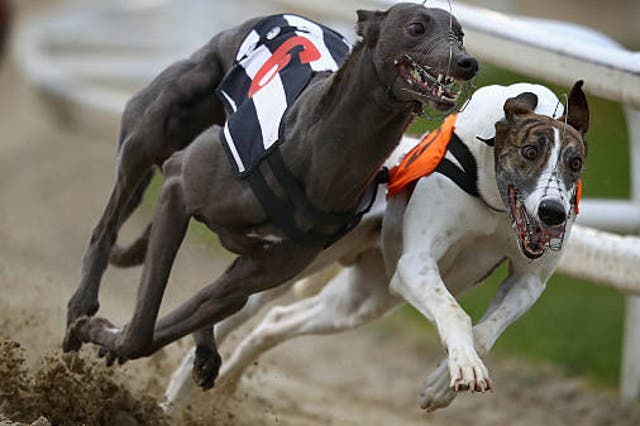 <p>Thousands of dogs are made to race each year on the UK’s 20 official tracks </p>