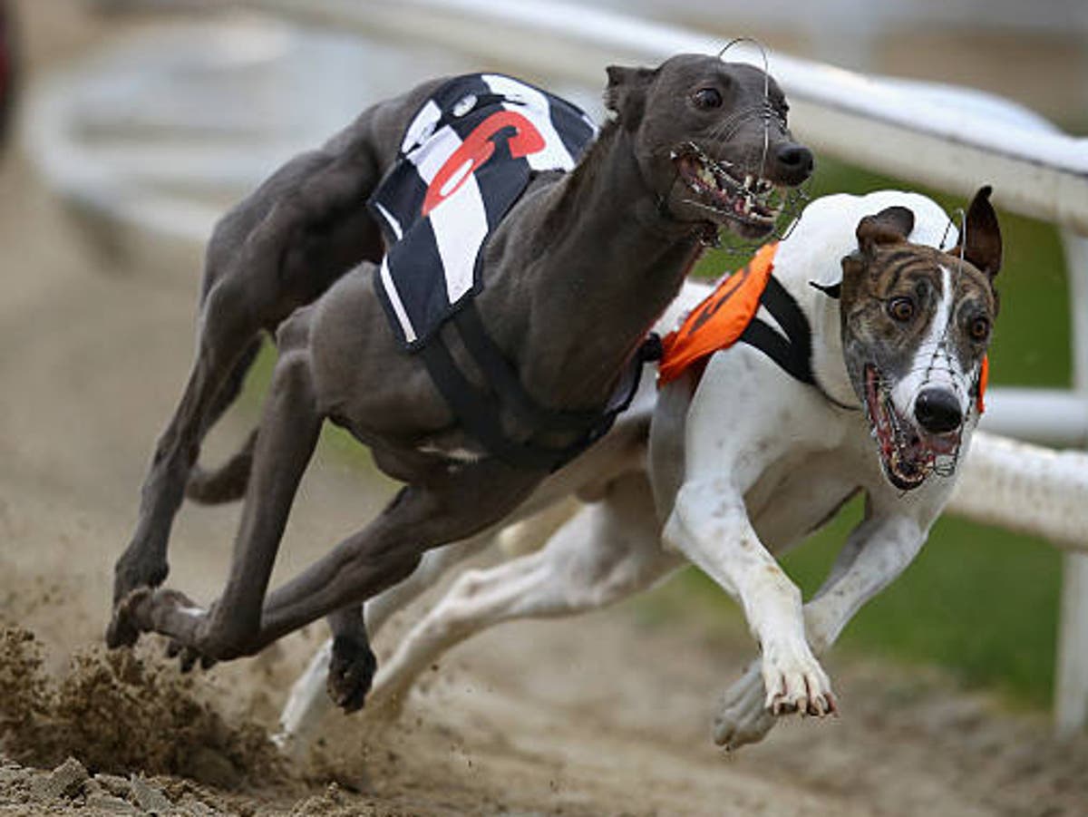 Number of fatalities at greyhound racing tracks rises for the first time since records began