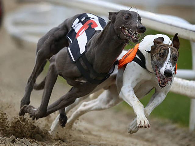 <p>Thousands of dogs are made to race each year on the UK’s 20 official tracks </p>
