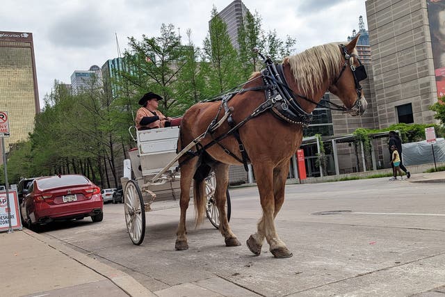 <p>Activists in favor of the ban say the carriages, like this one pictured in Dallas, can be dangerous for both horses and drivers </p>